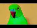 DimpalYadav is live ringneck parrot live stream