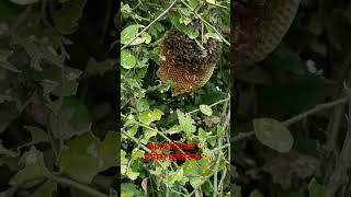 Apis florea bee एपिस फ्लोरिया मधुमक्खी #Apisflorea #भारतीयमधुमक्खी #pollination #shorts #subscribe