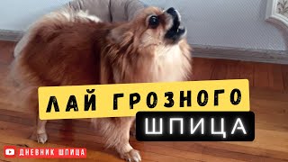 Лай собаки малый шпиц 🐾 Лучшая сигнализация