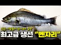 아는 사람들만 먹는다는 벤자리를 낚시로 잡아서 먹어보자!! [박과장TV]