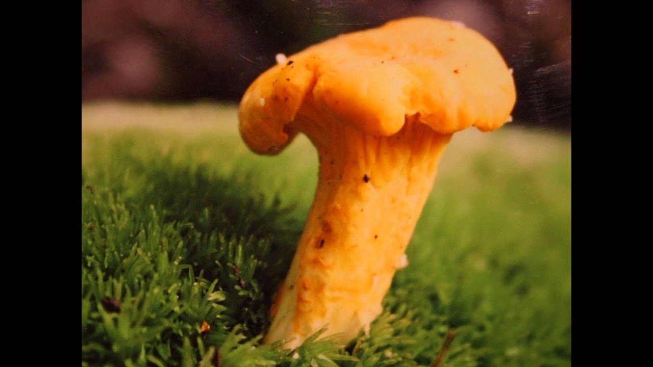 Heit geh i ind Schwamm