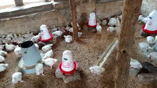 Broiler Farming: why starting small is profitable
