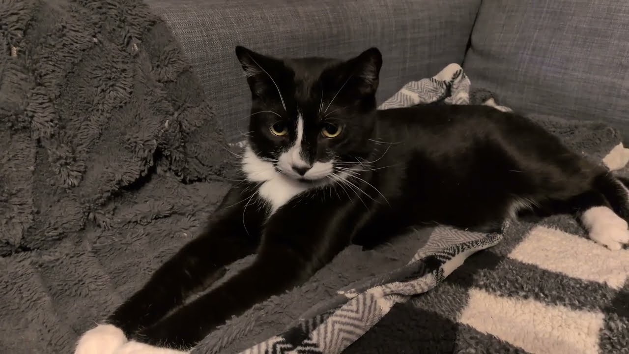 ᓚᘏᗢ Meow Meow Kitty on the Sofa | Cute Tuxedo Cat Short