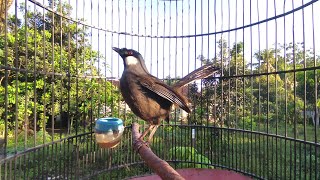 Download Lagu MASTERAN POKSAY HONGKONG NGEPLONG KERAS | DI JAMIN CEPAN BUNYI MP3