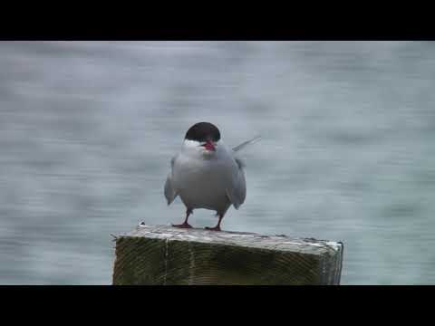 キョクアジサシ（1）稀な旅鳥（アラスカ・アンカレッジなど） - Arctic Tern - Wild Bird - 野鳥 動画図鑑