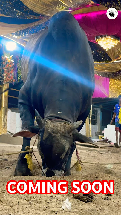 #PUSHPA OF HOSSAIN DAIRY FARMK #bull #trending #viralvideo #bhaukacow #kolkatacow2025 #shorts #reels