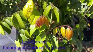 Fwang Tung Starfruit Tree Grow In A Pots Zone 8B Usda Update.