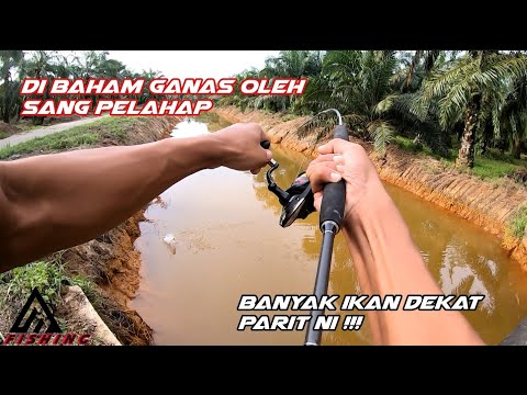 Banyak ikan bila parit lepas cuci || FAKTA atau AUTA (misi memburu