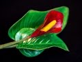 Calla Tutorial / Calla aus Blütenpaste in 7 Farbvarianten