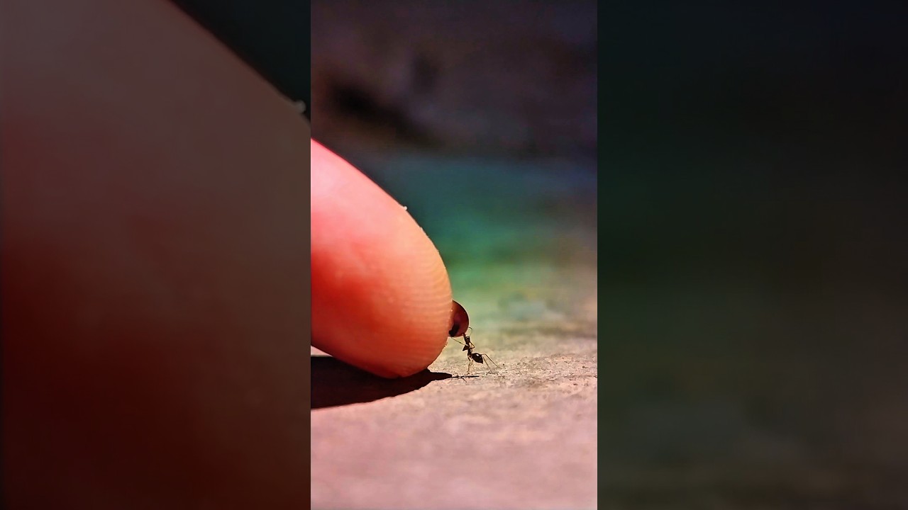 YouTube에서 Finding and sharing purple 🟣 liquid sugar with poor ants #timelapse #experiment #shorts 보기 YouTube에서 Finding and sharing purple 🟣 liquid sugar with poor ants #timelapse #experiment #shorts 보기