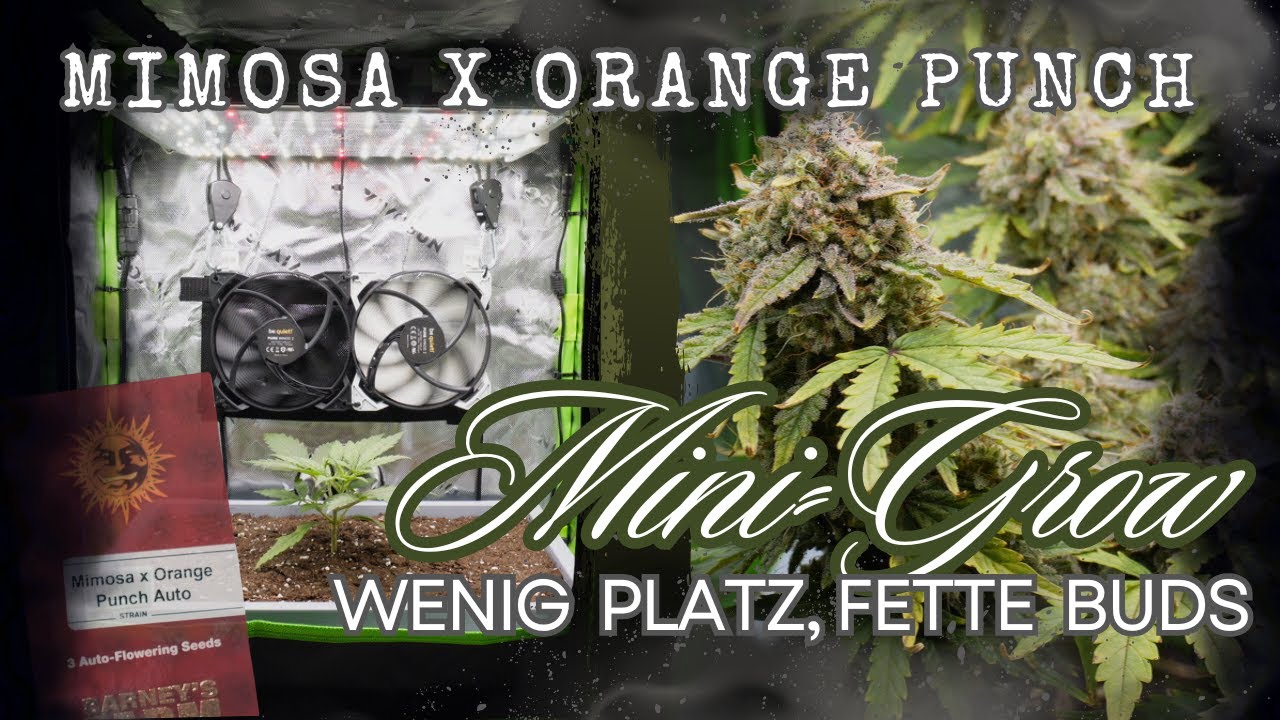 Mimosa x Orange Punch Automatic Mini-Grow