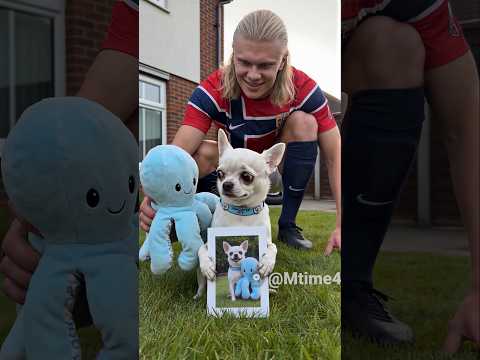 Haaland Knew the Chihuahua Was Upset 🥺🐶 #parody #football #haaland