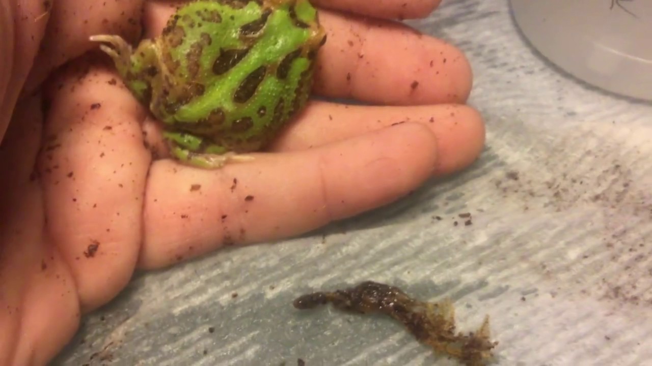 Video 2 Bufo, the PacMan Frog, In Distress, day 2 of ownership YouTube