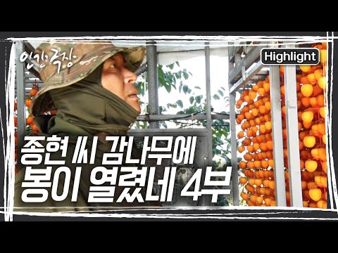 곶감에 치명적인 안개 때문에 덕장에 비상이 걸렸다 [인간극장] KBS 241219 방송