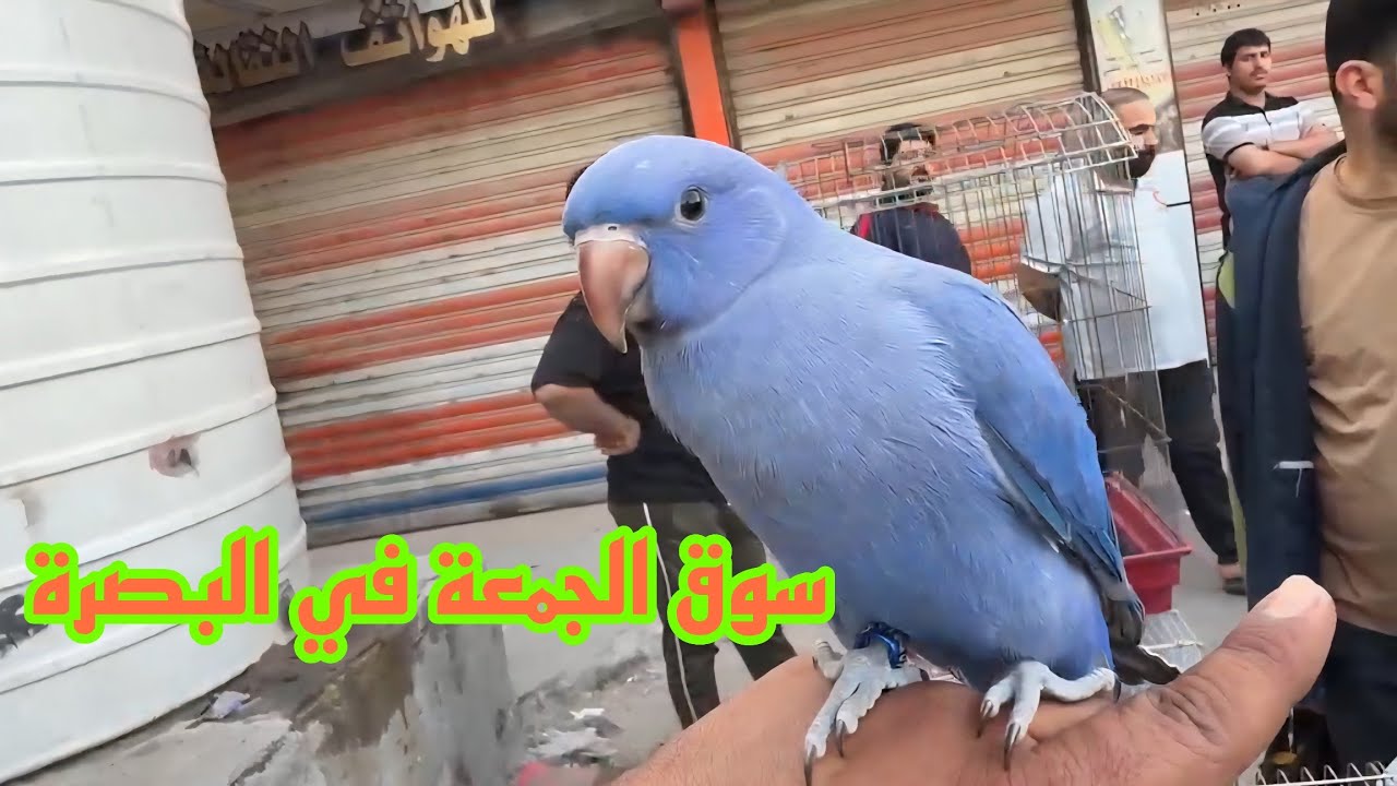 سوق الجمعة في البصيرة#أحمد_مهدي 