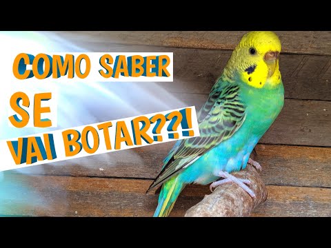 Vídeo: Sinais e sintomas de um cão que está com dor