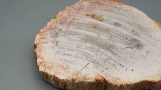 Versteinertes Holz 200726 1
