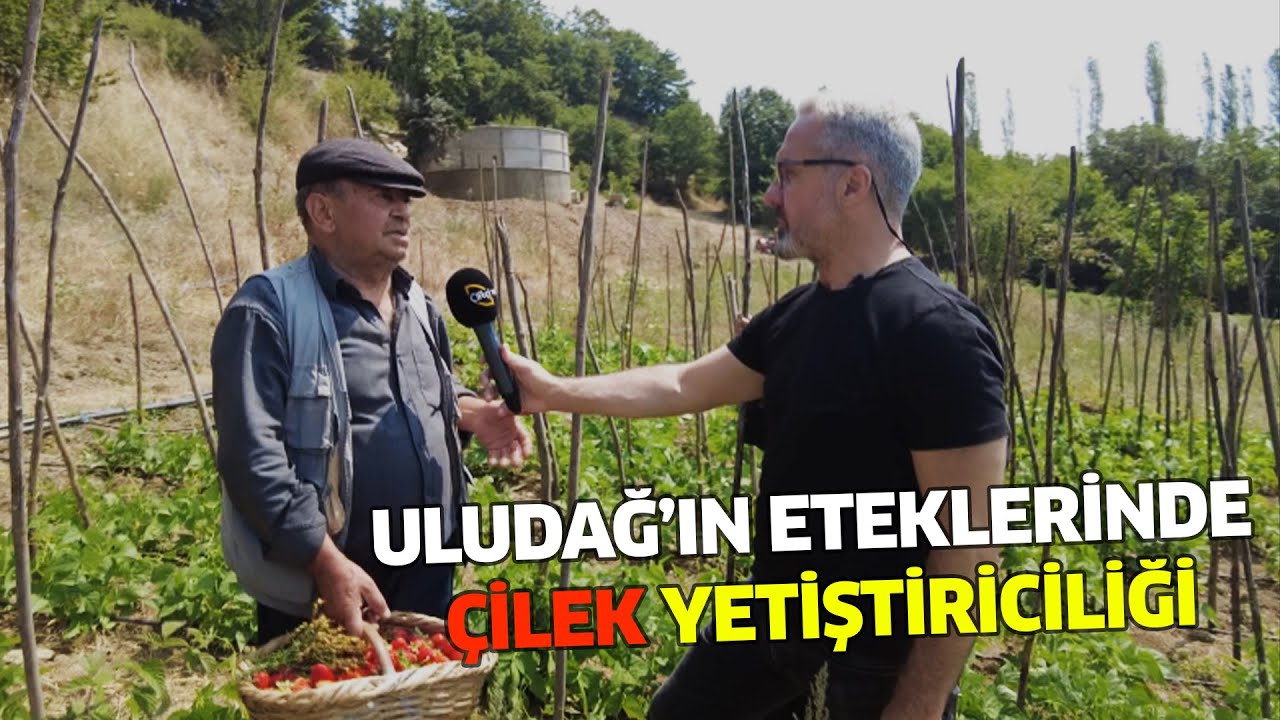 Uludağ'ın Eteklerinde Çilek Yetiştiriciliği