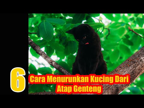 Video: Cara Menjauhkan Kucing dari Kereta: 10 Langkah (dengan Gambar)