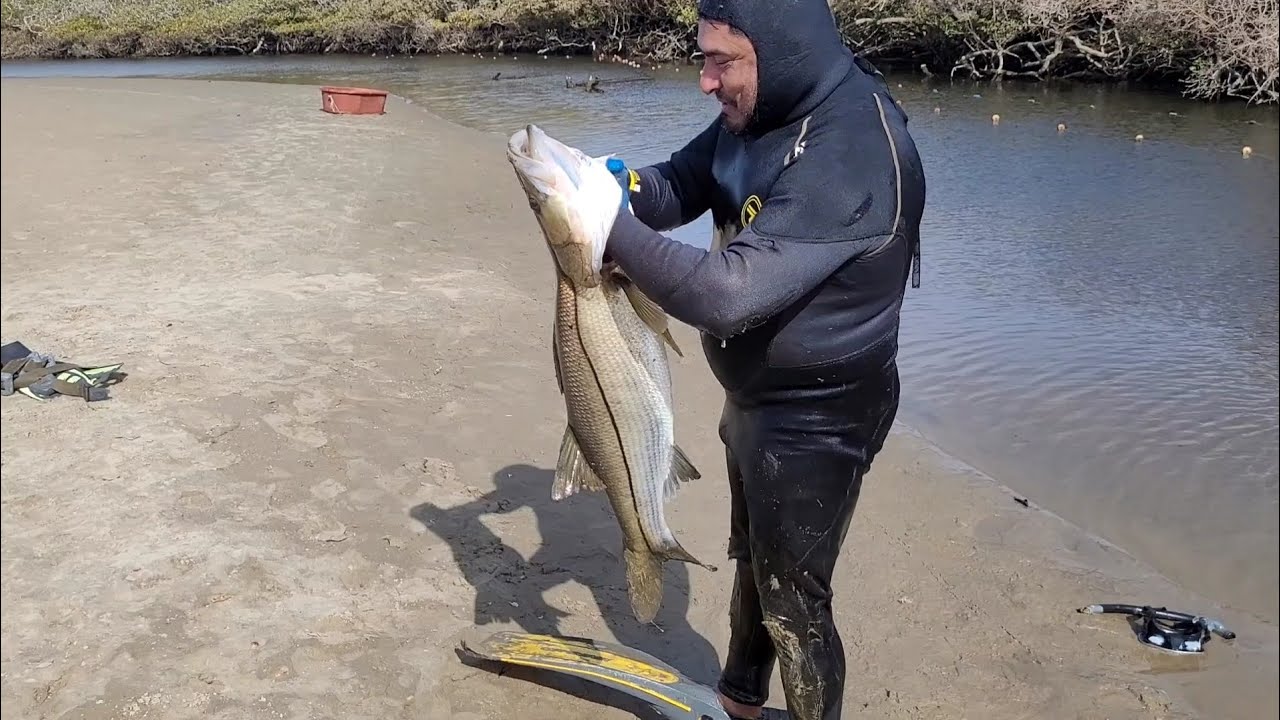Pesca de róbalo para un sashimi 😋