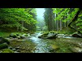 RIvers Flow Streaming Birs SIng to Rest