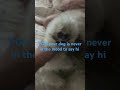 I really think that my dog
