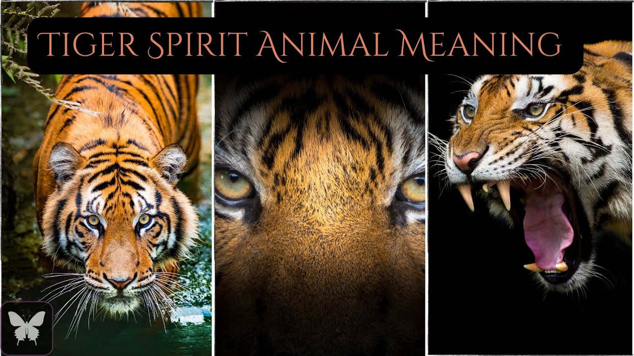 Tiger Spirit Animal Symbol and Meaning