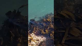 Seaweed, Scotland