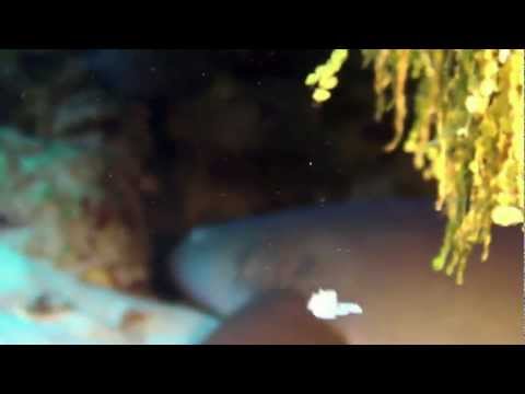 Diving Cardona Reef