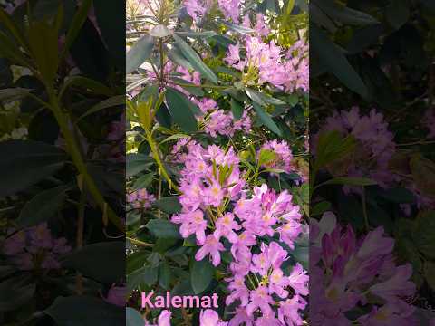 صالح الجعفراوي ينشد ولسوف أعود يا أمي تقبله الله من الشهداء أناشيد ازهار Flowers Nature 