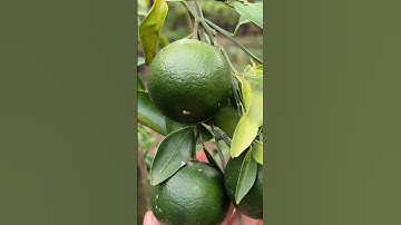 Tanaman Jeruk  berbuah Lebat,padahal Pohonnya Kecil #shorts_ #tanamanbuah