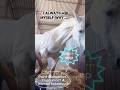 Why Did My Horse Snap at Me? | Understanding Horse Behaviour with Bitless, R+ Training