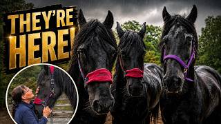 3 Friesians Arrive at The Sanctuary After an Emotional Goodbye