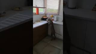 Food-Motivated Dog Attempts to Steal Dinner