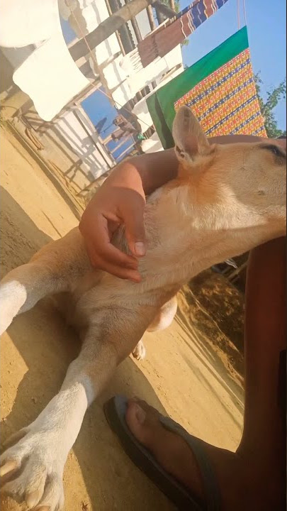 🐶ANI CWI MUNG KHA TOMPA BO OI || HIN NA RUNGO_🥲