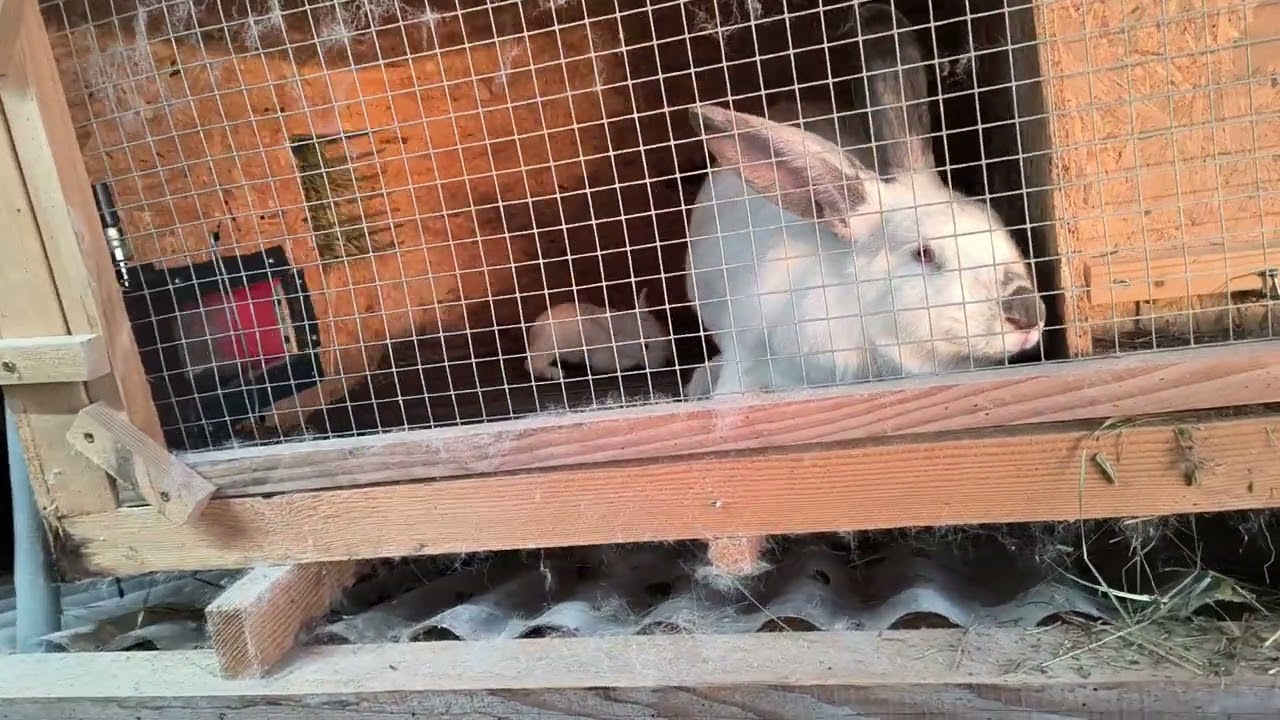 Jatočná váha 3kg sa dá dosahovať u králikov systémom a vedomosťami 