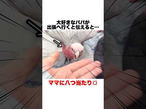 出張反対💢パパを阻止したいオウムの抵抗ww【モモイロインコ】 #shorts