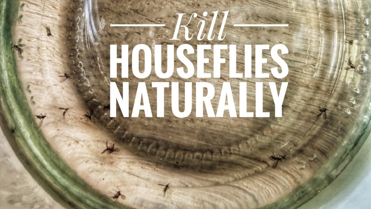 How To Get Rid Of House Flies Naturally Best Way To Kill House Flies