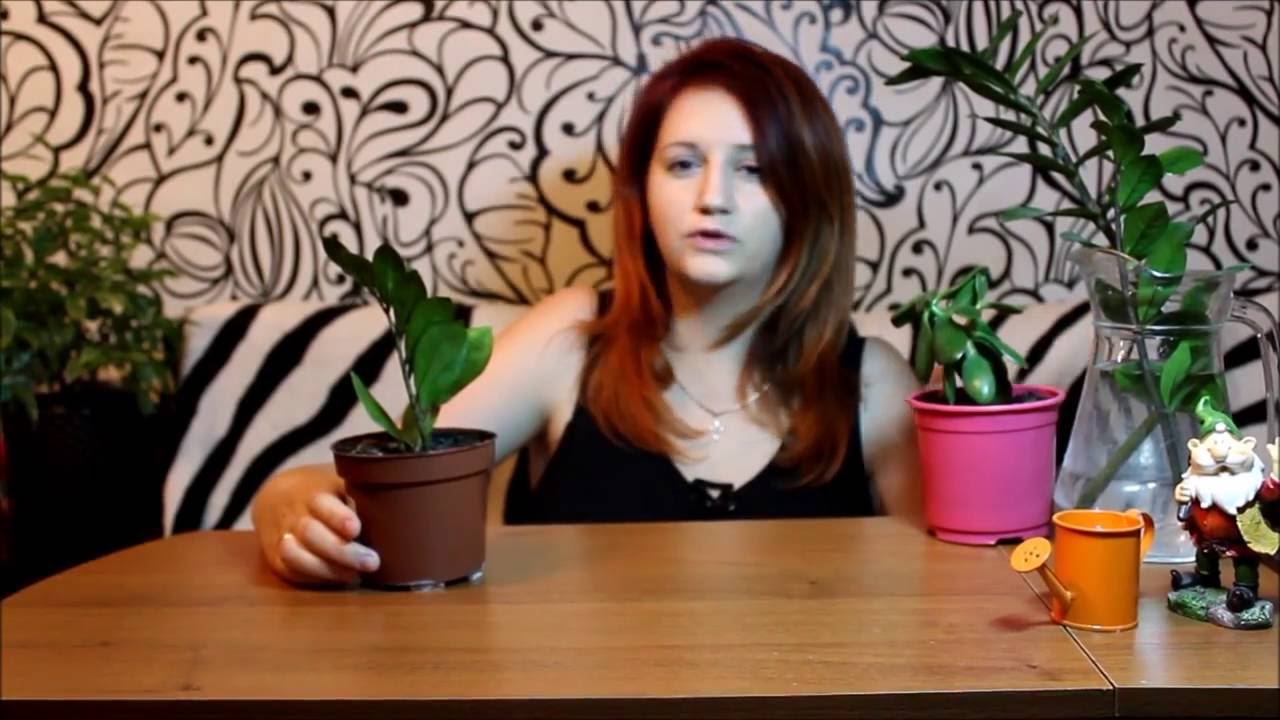 Замиокулькас, долларовое дерево или женское счастье- часть 1. Пересадка ...