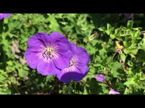 Geranium 'Rozanne', Storchschnabel