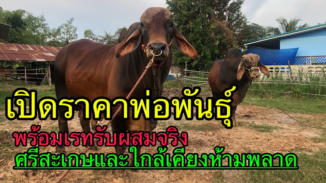 เปิดพ่อพันธุ์คุมฝูง2ตัว พร้อมเรทรับผสมจริง ศรีสะเกษและใกล้เคียงห้ามพลาด 094-3800979 @Naihoi-Sunjon