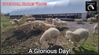 Experience The Joy Of Sheep Frolicking Outdoors On A Beautiful Farm Day! by Ewetopia Farms 4,401 views 3 weeks ago 23 minutes