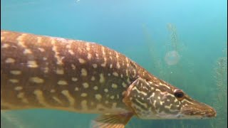 Summer Harbor Fishing Chicago IL Lake Michigan