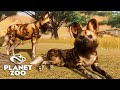 De volta a SAVANA, GIRAFAS, GAZELAS, CROCODILOS, MABECOS, ZEBRAS e mais - PLANET ZOO - Mundo Aberto