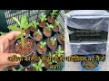 Adenium Seedling को बरसात में गलने से बचाएं! Adenium Seedling Care!!