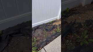 Colleen-Topsoil Seed