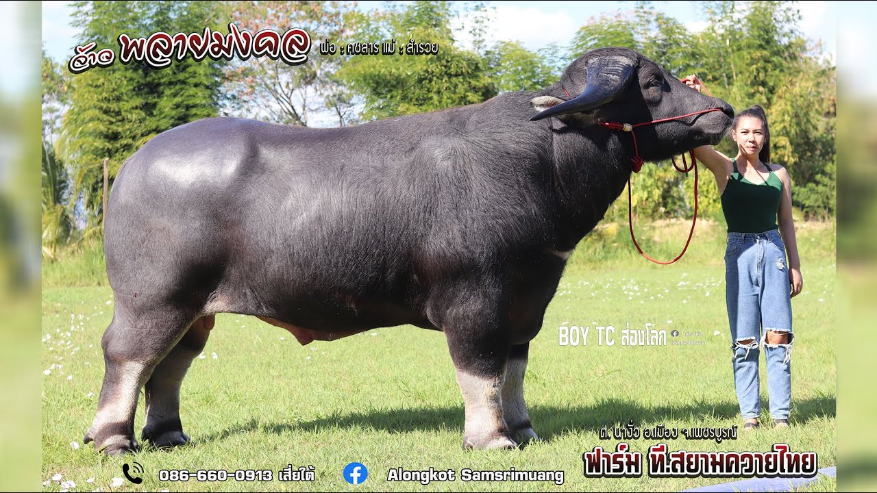 พลายมงคล ลูกคชสาร เสี่ยใต้ ฟาร์ม ที.สยามควายไทย เพชรบูรณ์