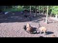 De wilde zwijnen bij natuurpark lelystad