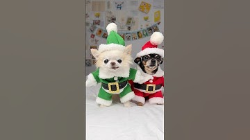 Here come the Elf-Chis ready to toss their hats 😅🎄 #shorts #dog #pets