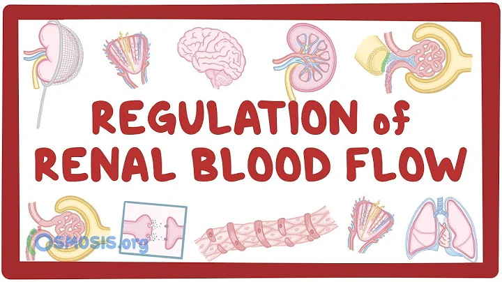Regulation of Renal Blood Flow - DayDayNews